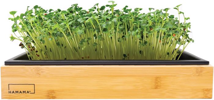Hamama microgreen grow kit