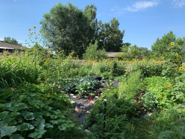 Backyard urban farm