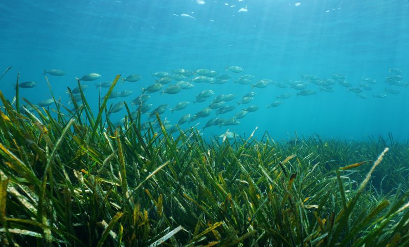 underwater view of seagrass and school of fish in clean ocean