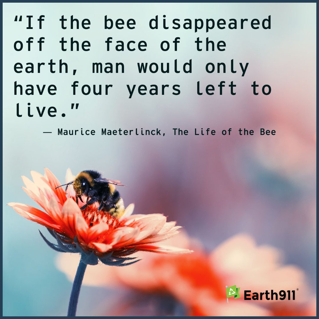 "If the bee disappeared off the face of the earth, man would only have four years left to live." --Maurice Maeterlinck quote