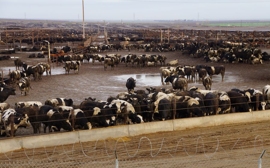 Cattle in feed lot
