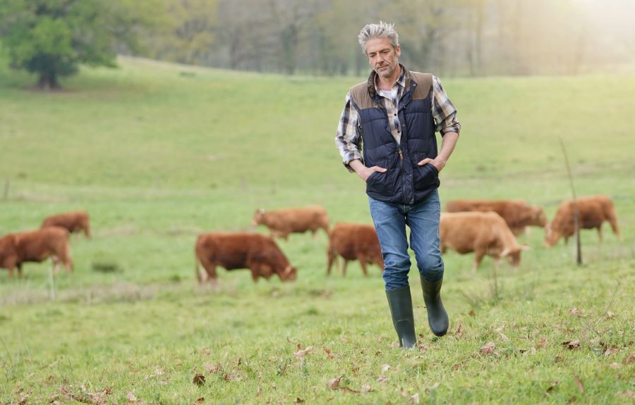 Farmer in pasture with beef cattle