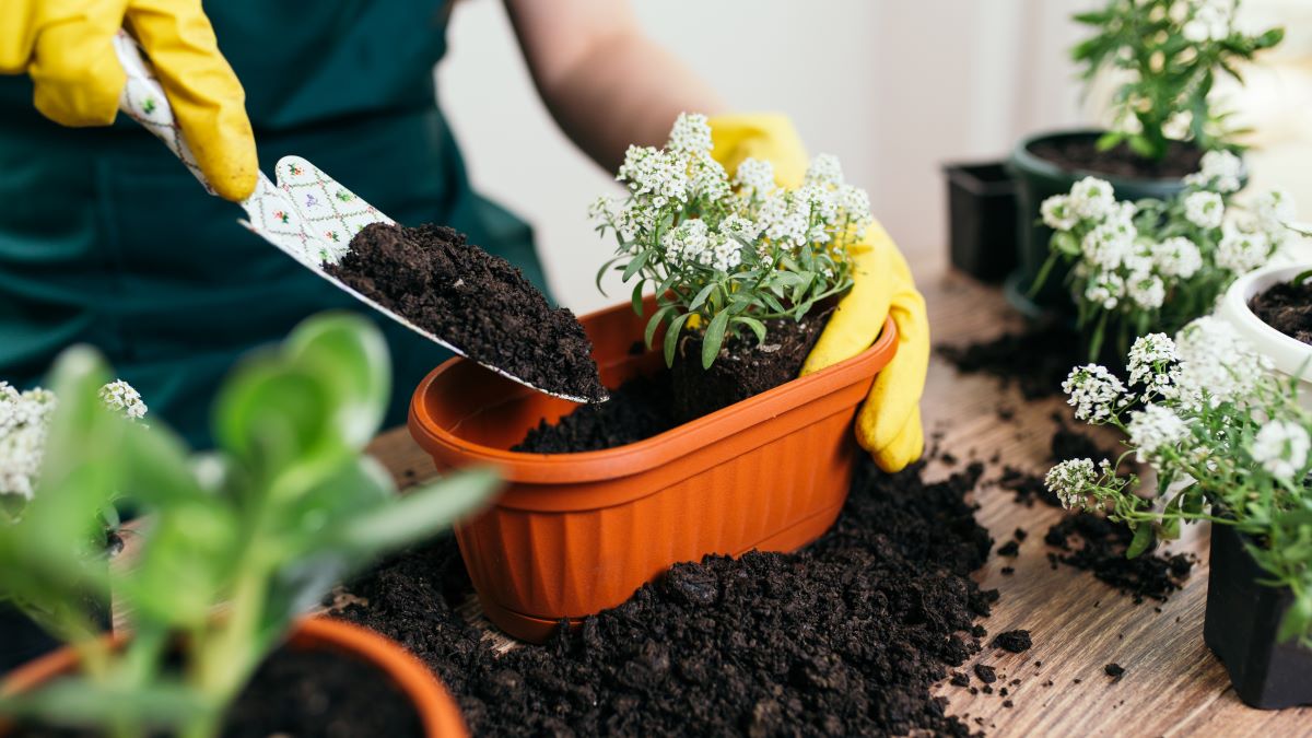 repotting a plant with potting soil