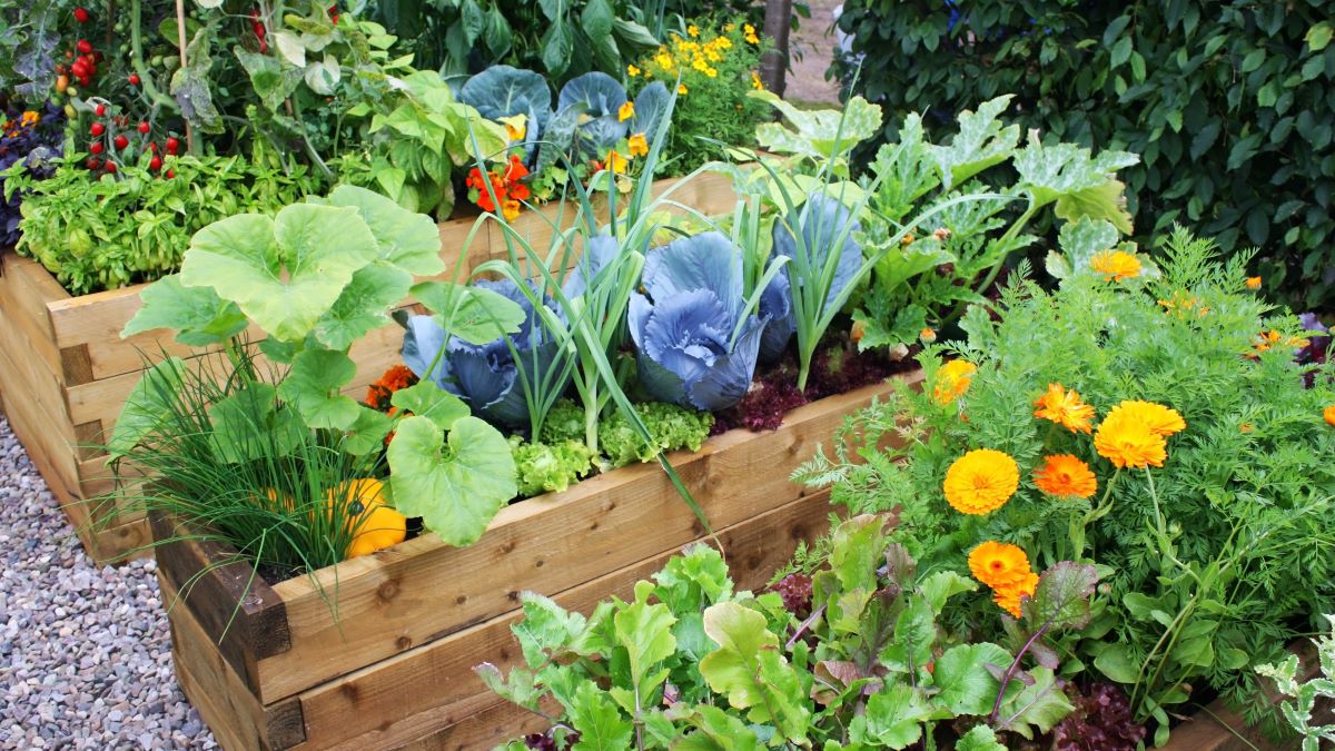 companion planting in raised garden beds
