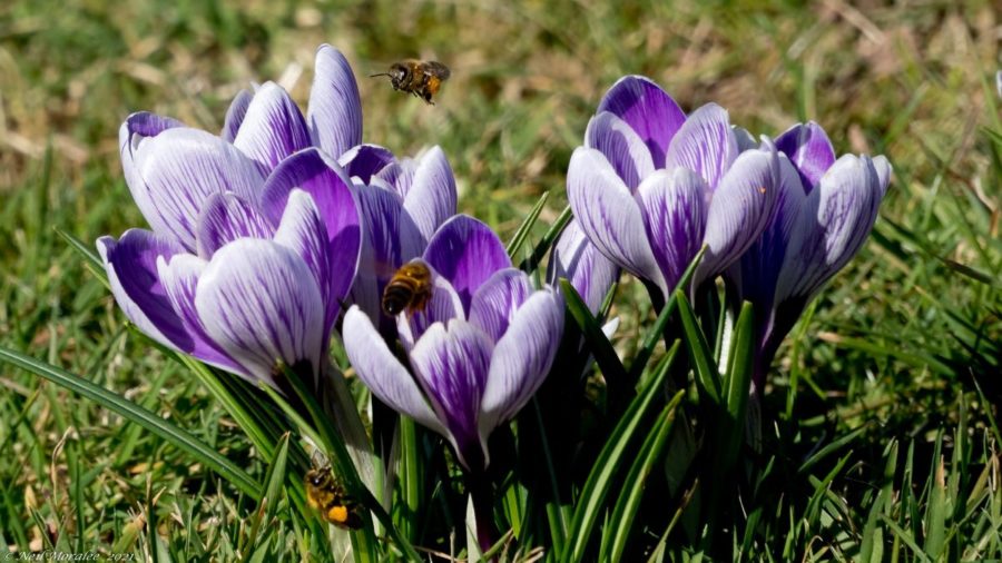 bees on purple crocus