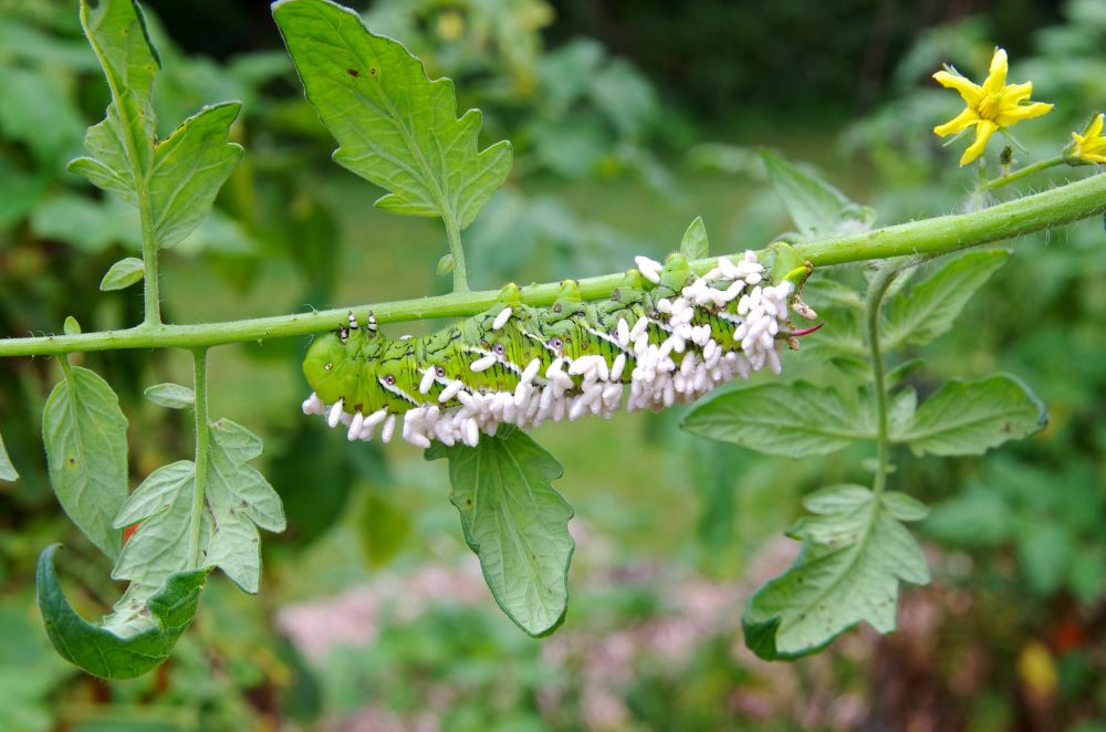 Tomato hornworm covered with parasitic wasp cocoons