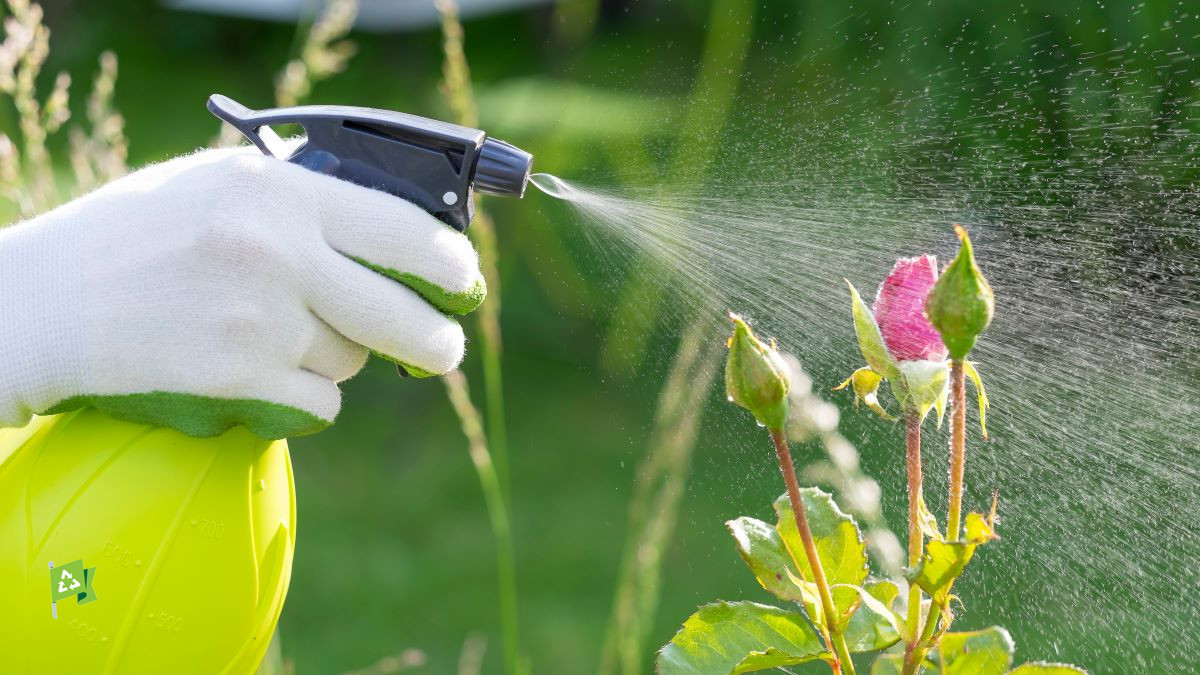spraying pesticide on rose