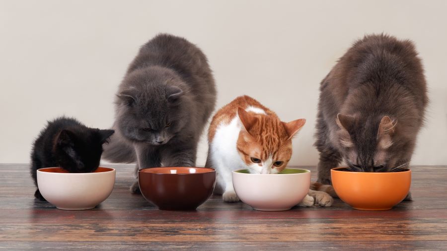 Cats eating out of bowls