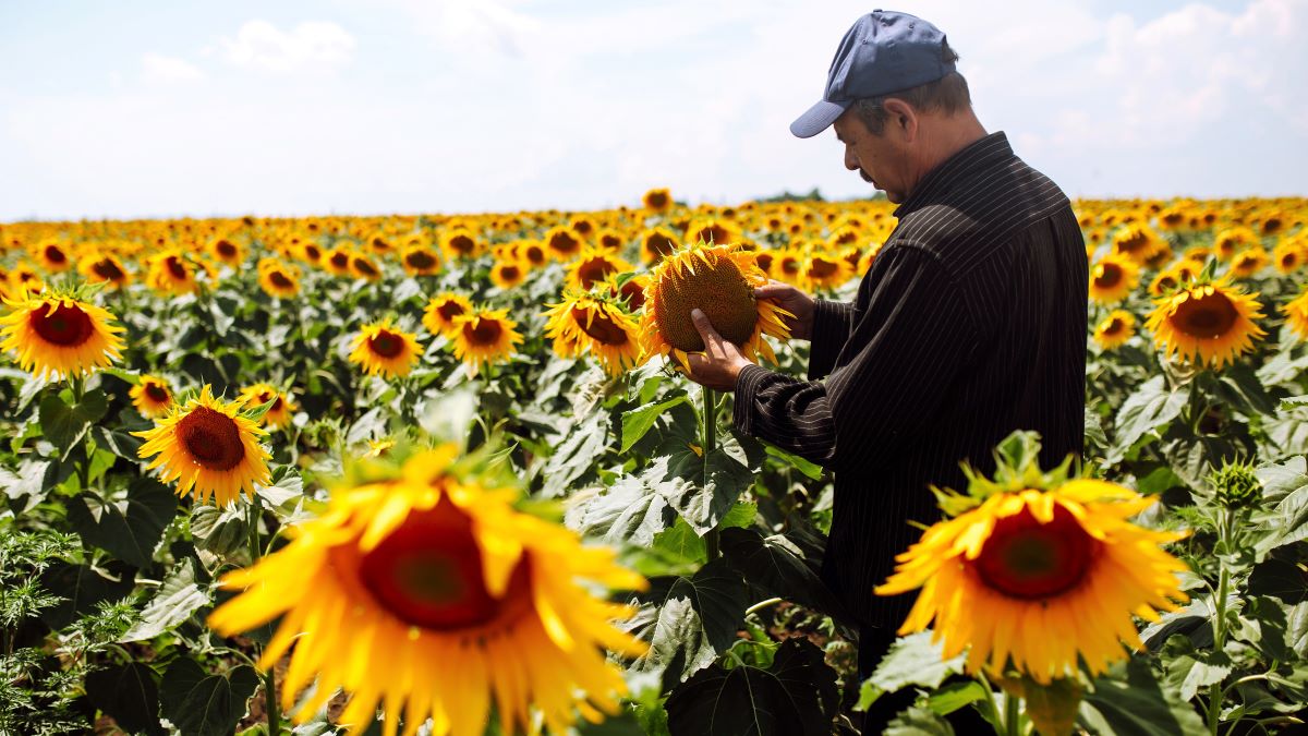 Farmer checking sunflower crop in field