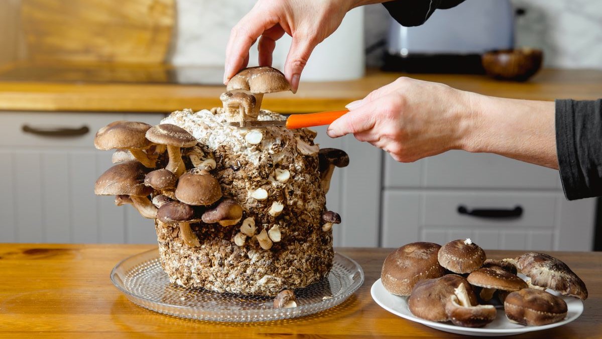 How To Grow and Cook With Mushrooms at Home