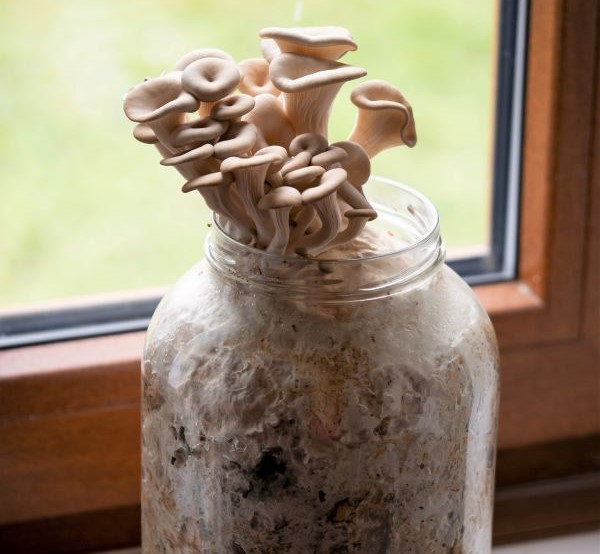 Oyster mushrooms growing on straw in glass jar