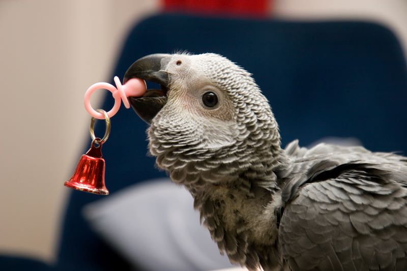 African gray parrot playing with a toy