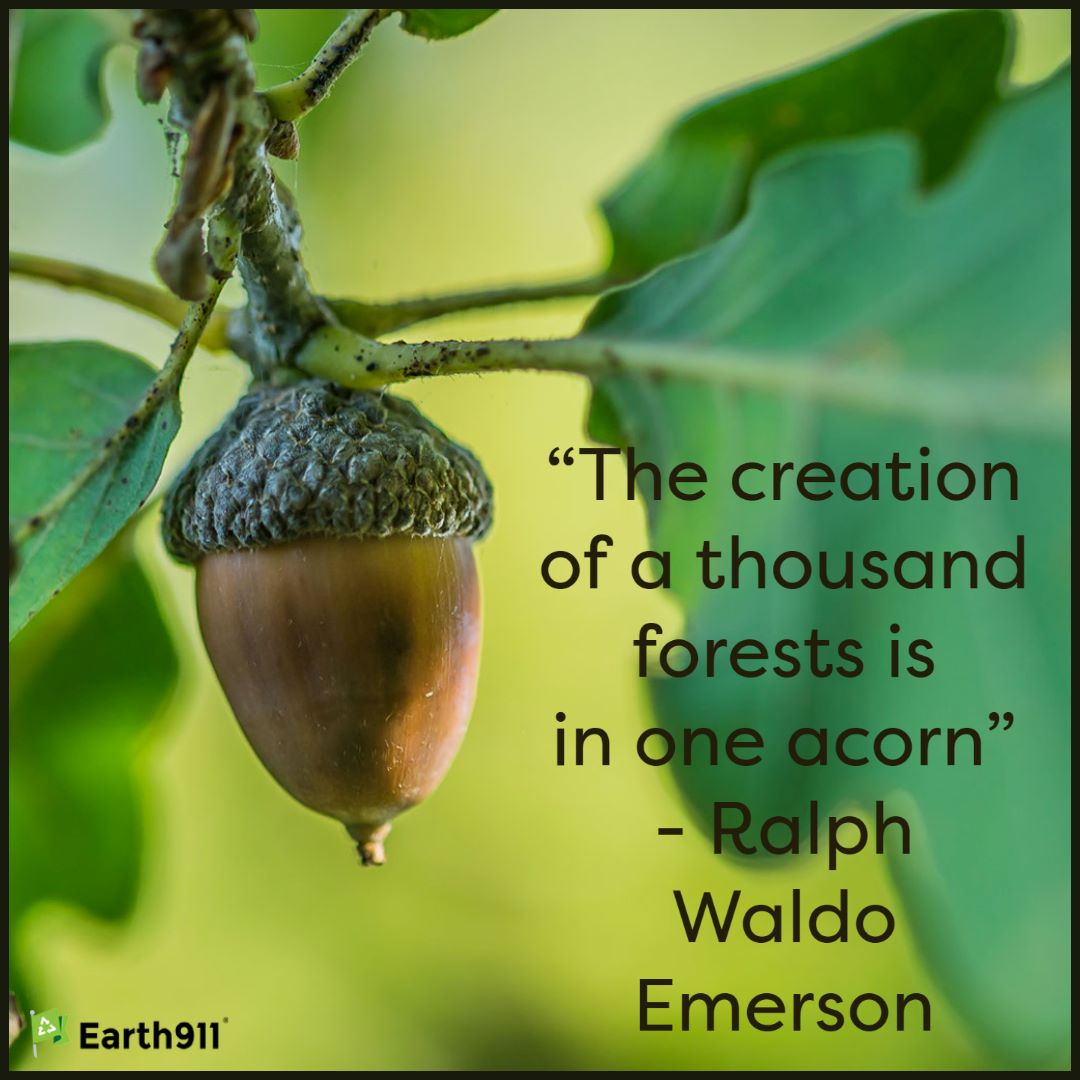 "The creation of a thousand forests is in one acorn" -- Ralph Waldo Emerson