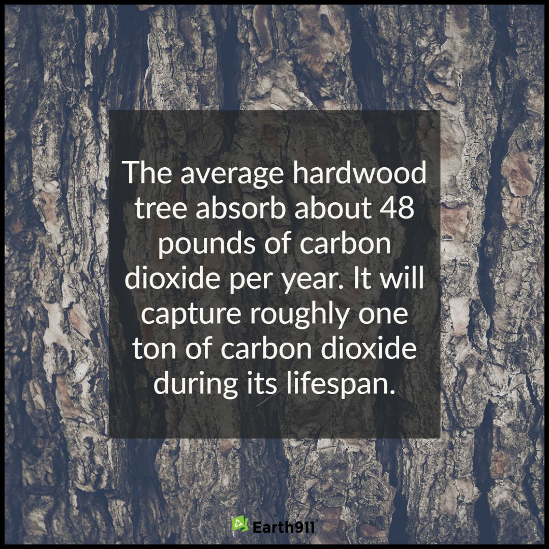 Average hardwood tree absorbs about 48 pounds of CO2 annually