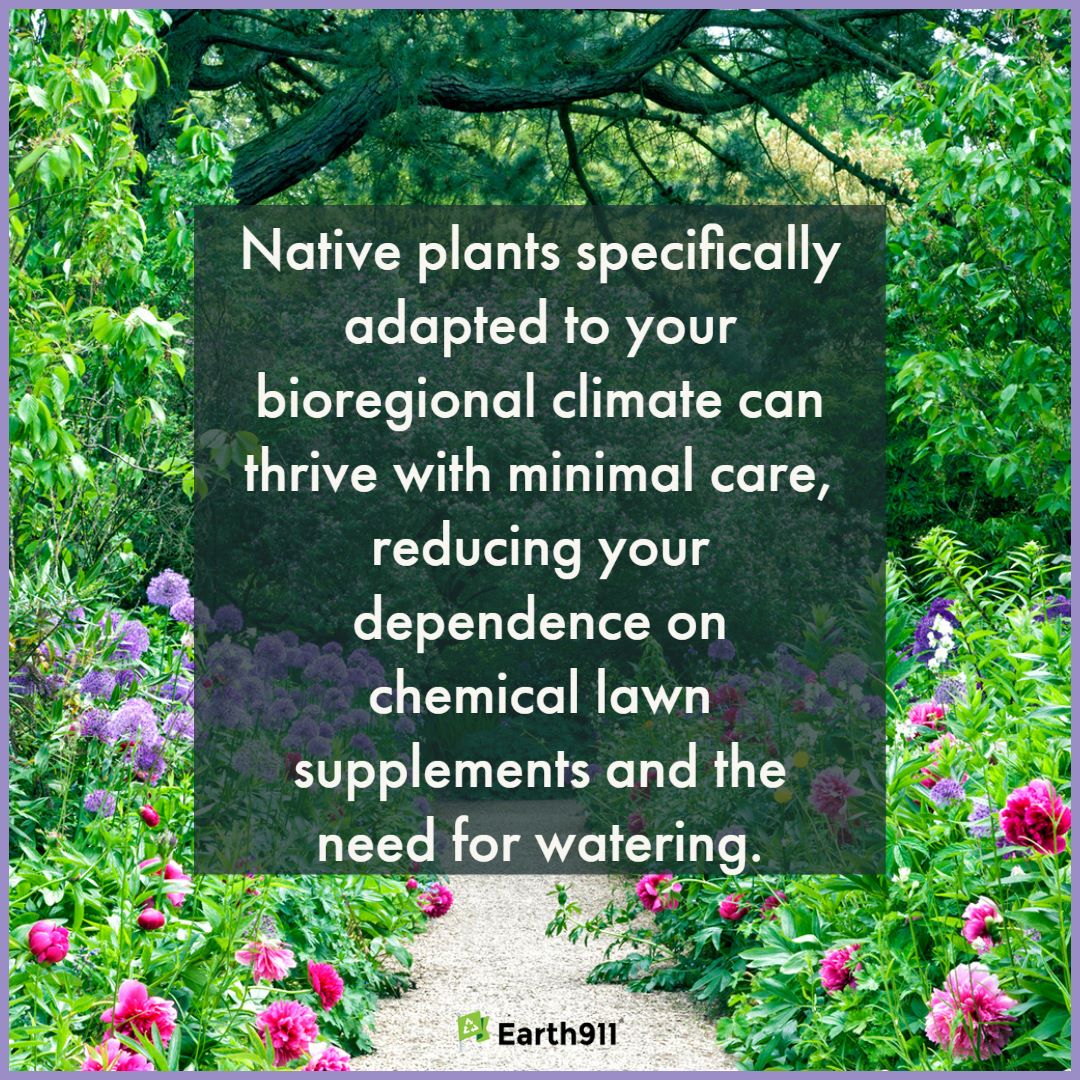 native plants reduce chemical garden amendments and watering
