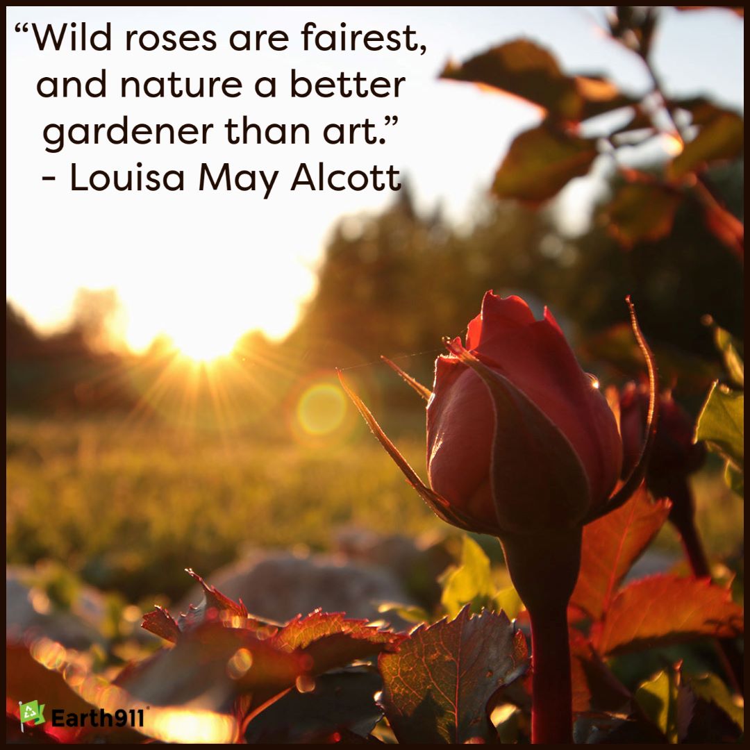 "Wild roses are fairest, and nature a better gardener than art." --Louisa May Alcott