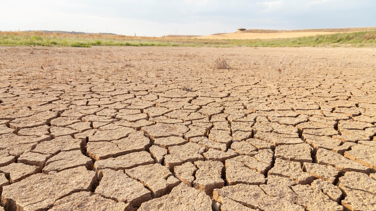 Cracked land because of drought; desertification