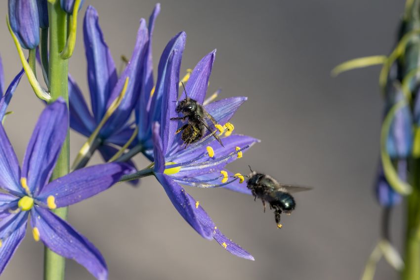 mason bees on blue flowers