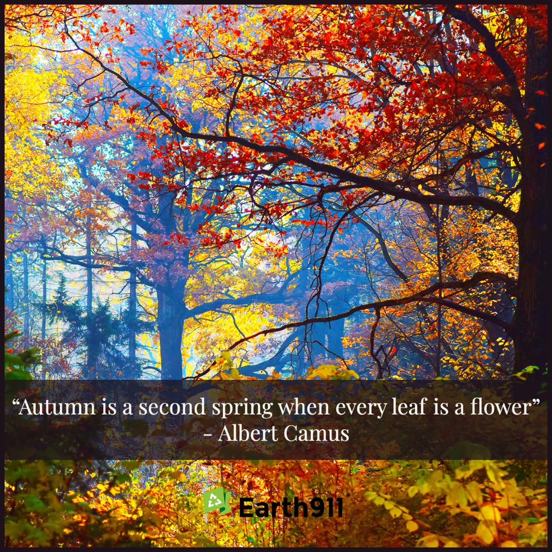 Albert Camus: "Autumn is a second spring ..."