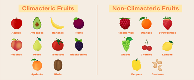 Climacteric fruit vs. non-climacteric fruit diagram