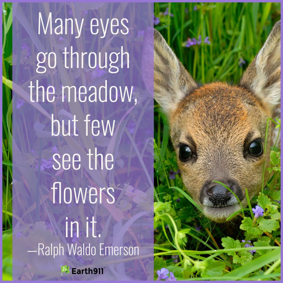 Ralph Waldo Emerson: "Few see the flowers ..."