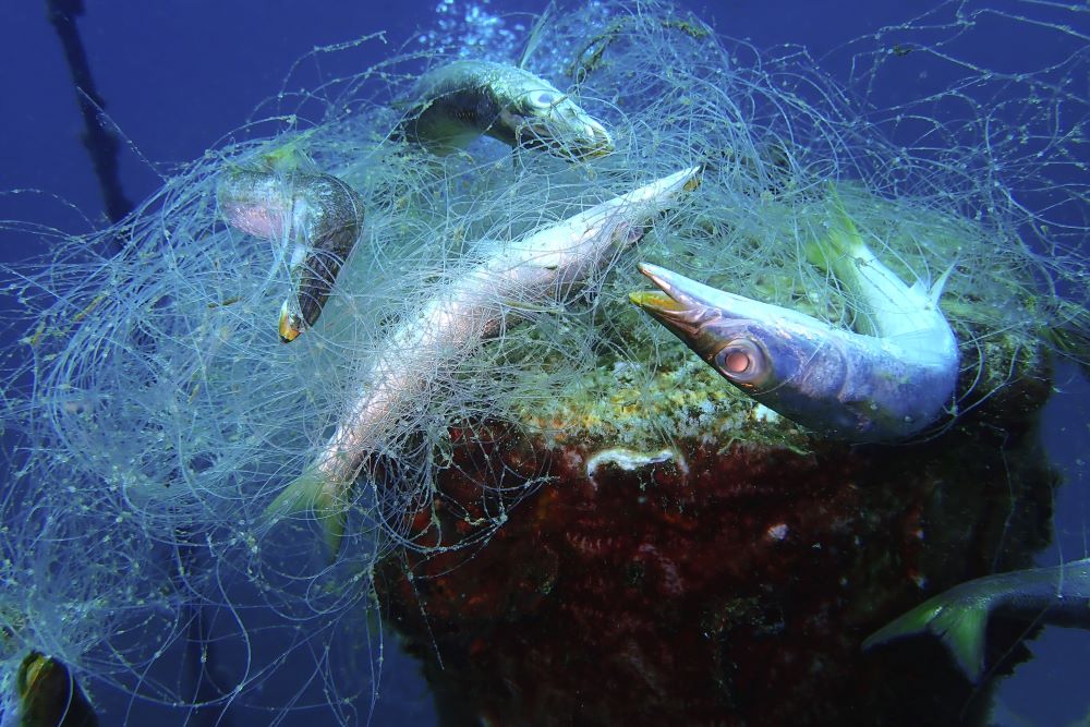Dead fish entangled in discarded commercial fishing net