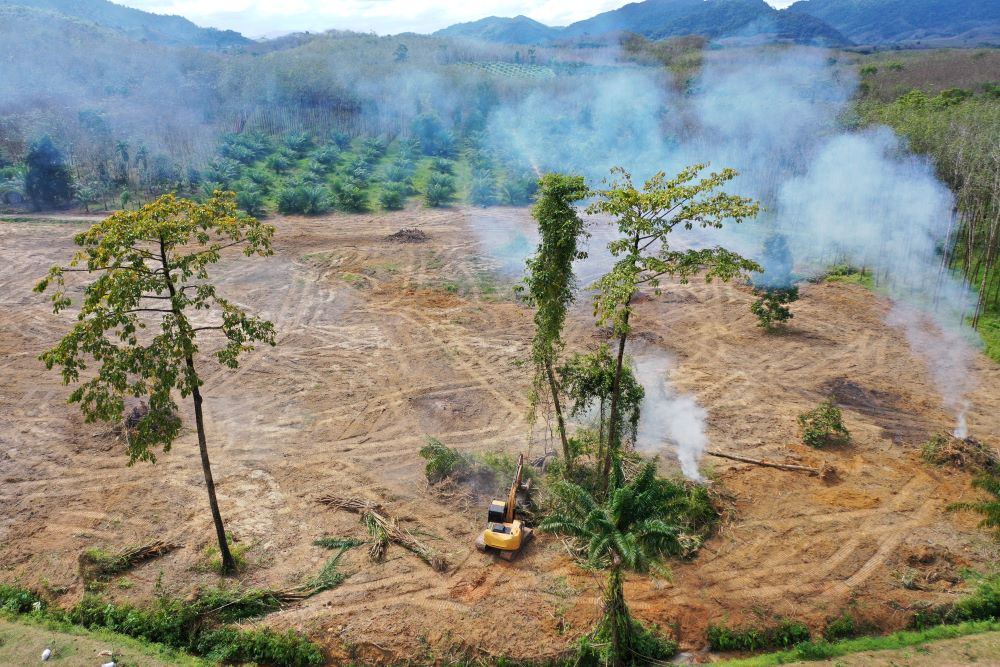 deforestation for palm oil plantation