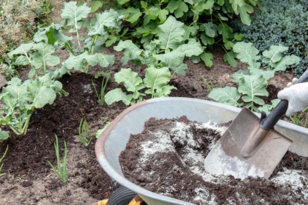 Adding limestone to compost to fertilize vegetable garden