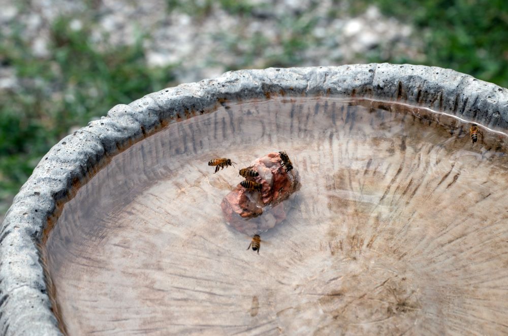 Bees drink water in a birdbath