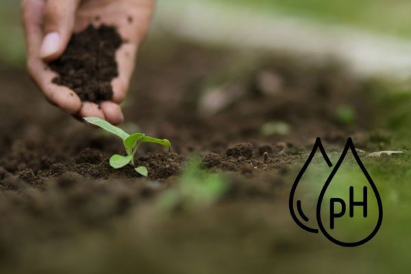 healthy soil pH concept