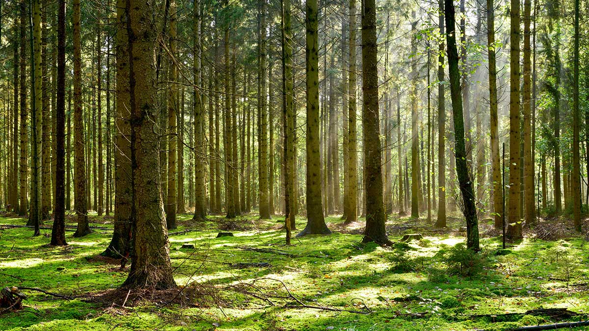 Guest Opinion: Planting Trees Can Save the Planet