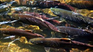 For Two Decades, the Salmon Count Was Wrong and Puget Sound’s Orcas Paid the Price